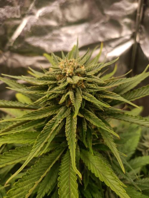 Chocolate Rainbow XXL. Week 12