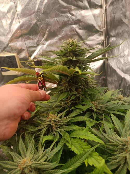 Chocolate Rainbow XXL. Week 12
