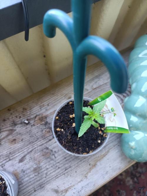Swiss Skunk Auto Outdoor. Week 2