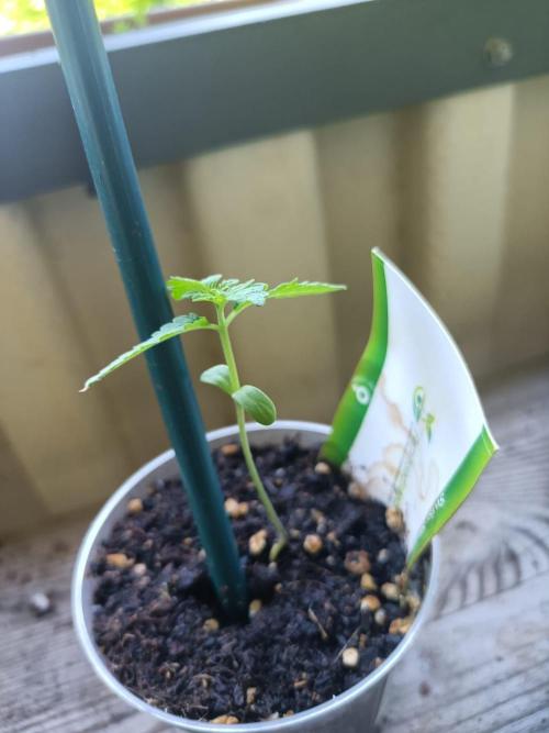 Swiss Skunk. Week 2