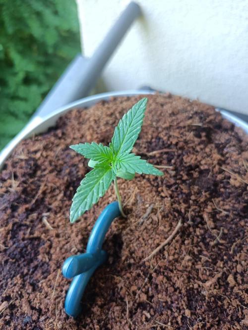 Bubblegum Auto Outdoor. Week 2