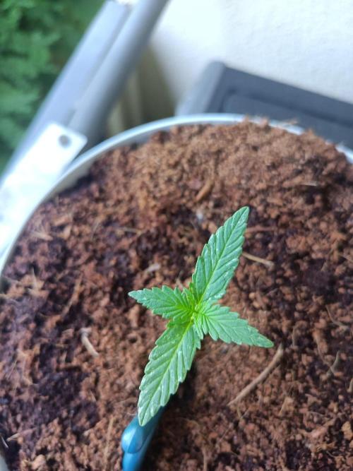 Bubblegum Auto Outdoor. Week 2