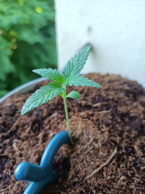 Bubble Gum. Week 2