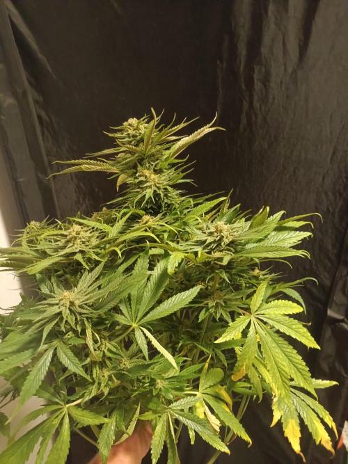 Chocolate Rainbow XXL. Week 13