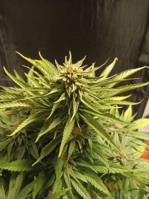 Chocolate Rainbow XXL. Week 13