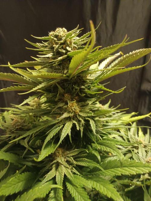 Chocolate Rainbow XXL. Week 13