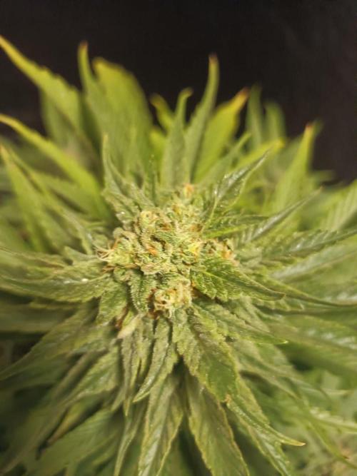 Chocolate Rainbow XXL. Week 13