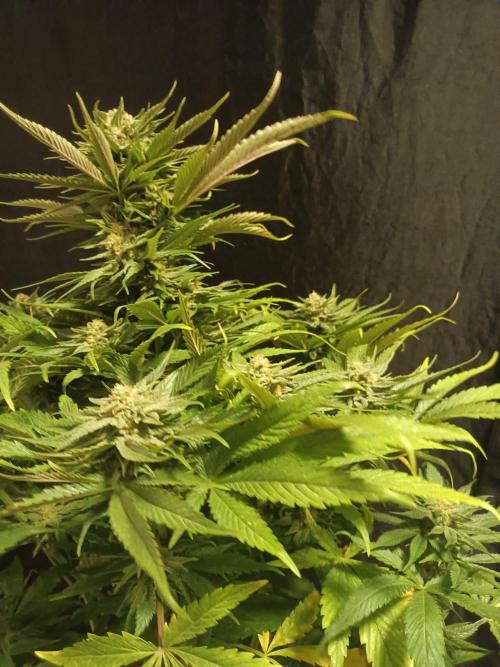 Chocolate Rainbow XXL. Week 13