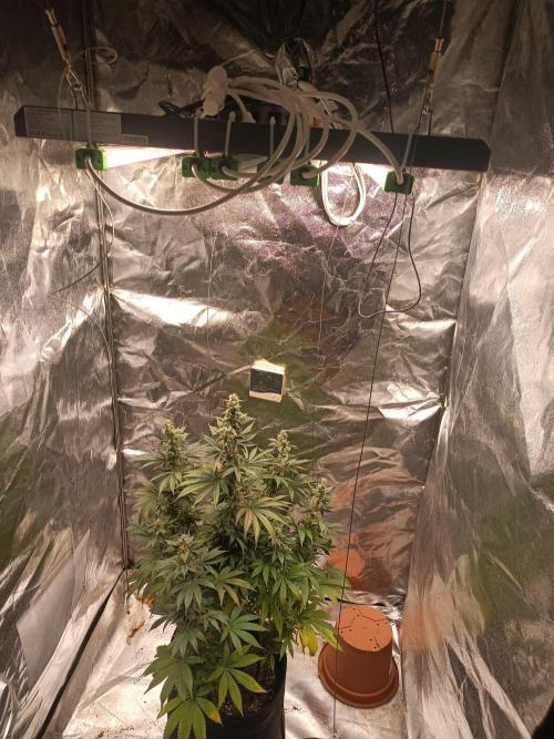 Blue Zushi. Week 15
