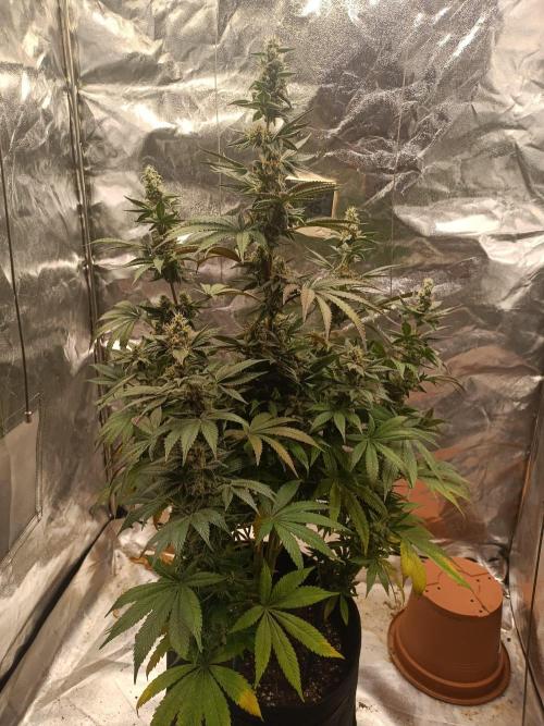Blue Zushi. Week 15