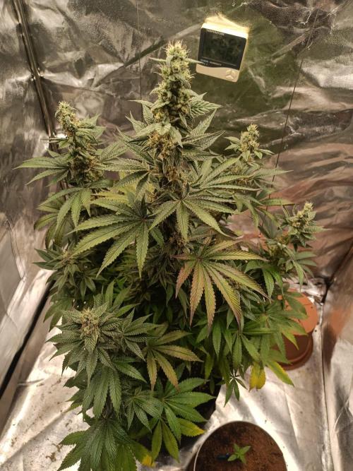 Blue Zushi. Week 15