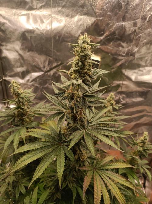 Blue Zushi. Week 15