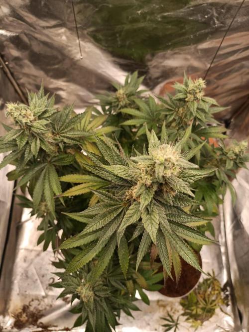 Blue Zushi. Week 15