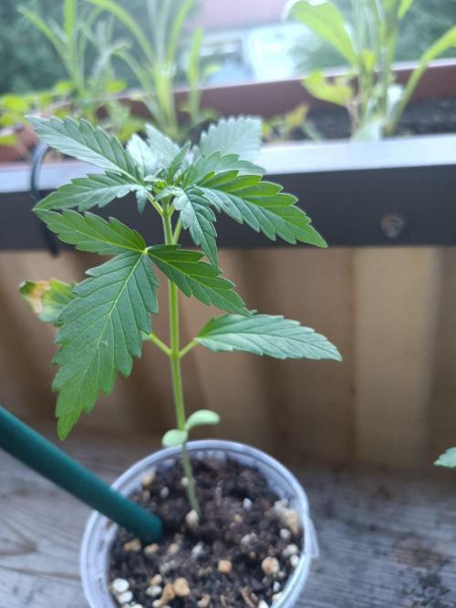 Northern Lights Outdoor. Week 3