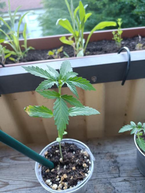 Northern Lights Outdoor. Week 3
