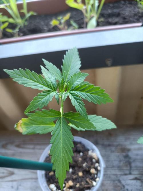 Northern Lights. Week 3