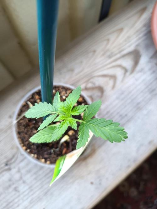 Swiss Skunk Auto Outdoor. Week 3