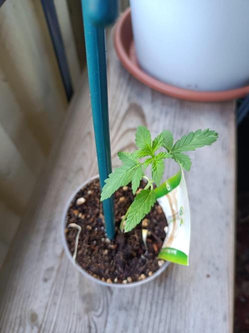 Swiss Skunk Auto Outdoor. Week 3