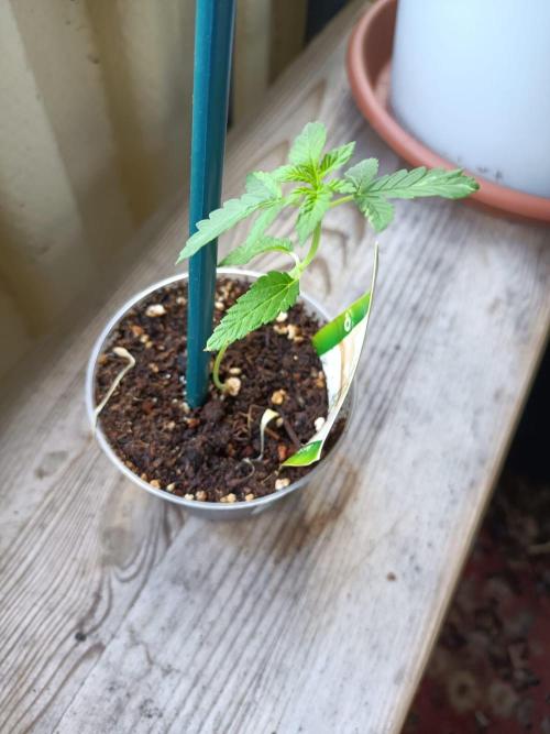 Swiss Skunk. Week 3