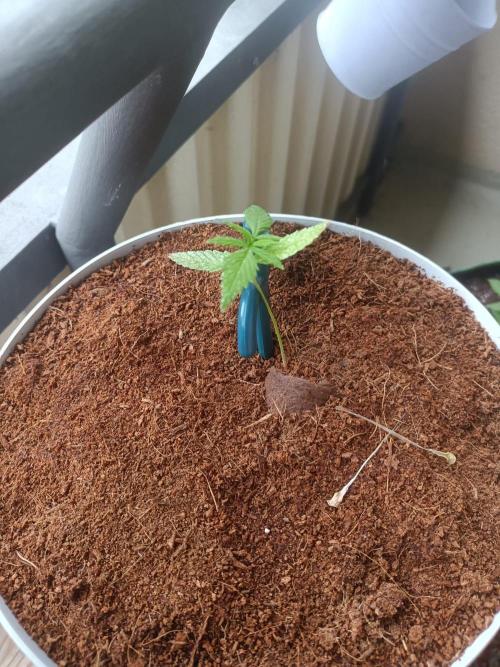 Bubblegum Auto Outdoor. Week 3