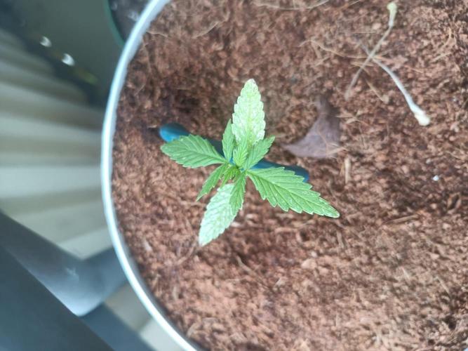 Bubblegum Auto Outdoor. Week 3