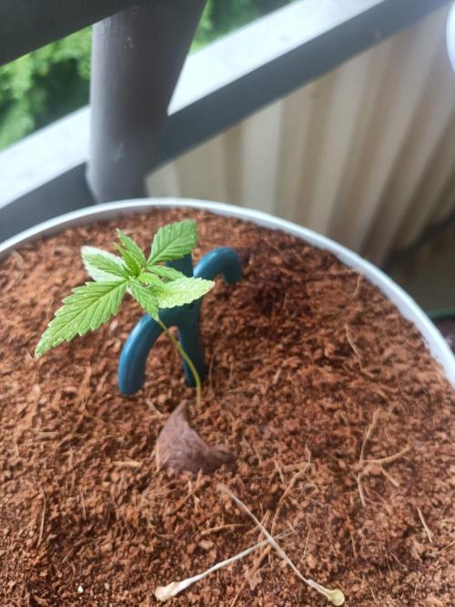 Bubble Gum. Week 3