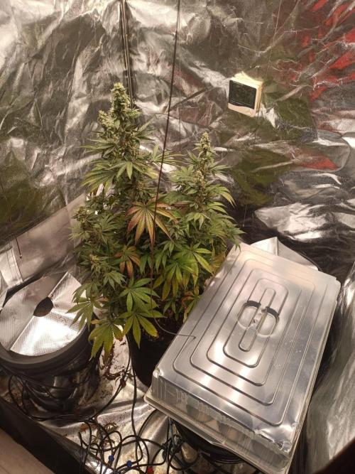Cherry 7Up Auto DWC Indoor. Week 0