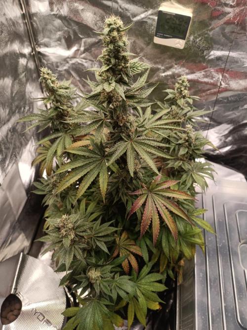 Blue Zushi. Week 16