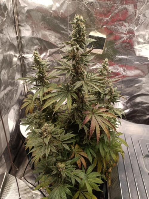 Blue Zushi. Week 16