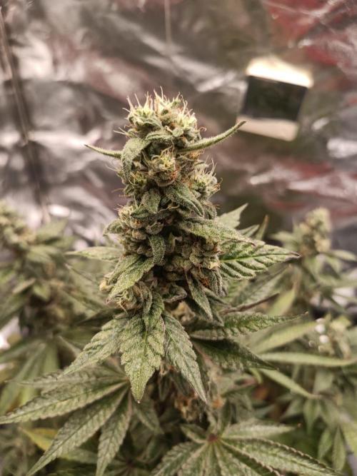 Blue Zushi. Week 16