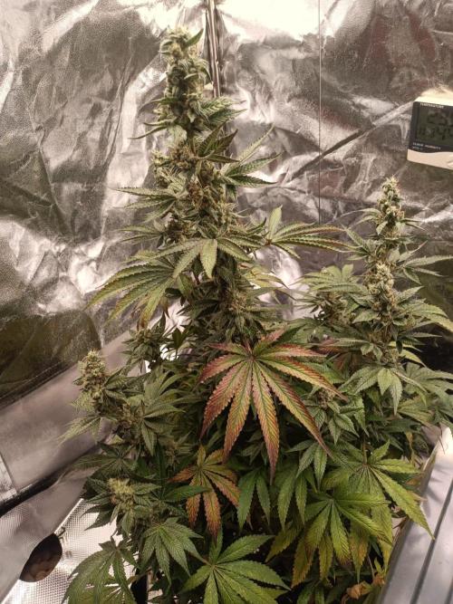 Blue Zushi. Week 16