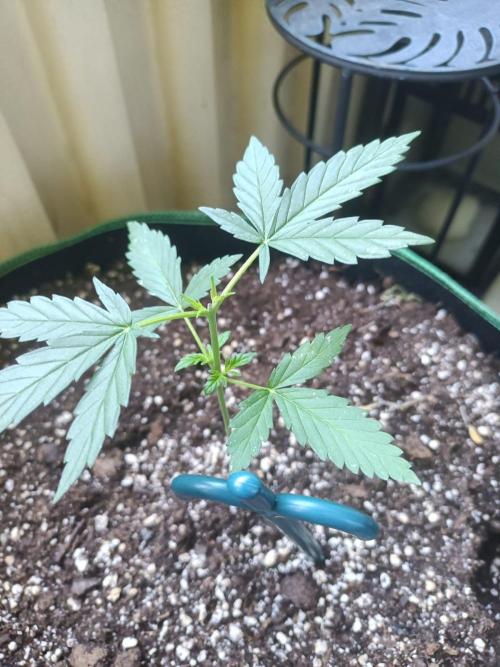 Northern Lights Outdoor. Week 4