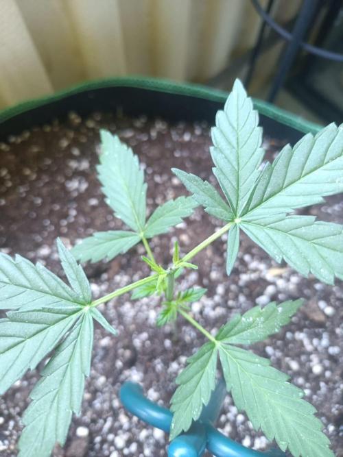 Northern Lights Outdoor. Week 4