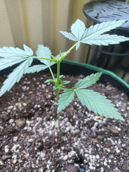 Northern Lights. Week 4