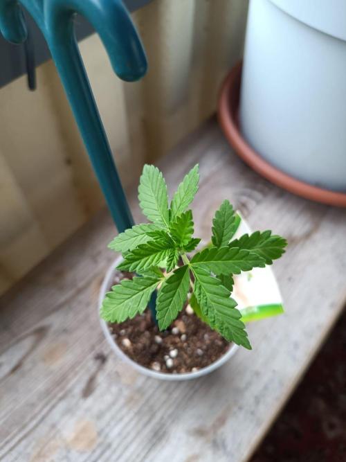 Swiss Skunk Auto Outdoor. Week 4
