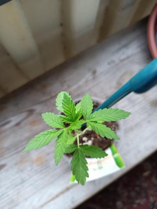 Swiss Skunk Auto Outdoor. Week 4