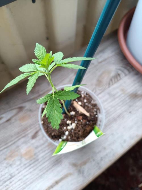 Swiss Skunk. Week 4