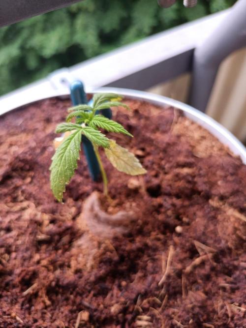 Bubblegum Auto Outdoor. Week 4