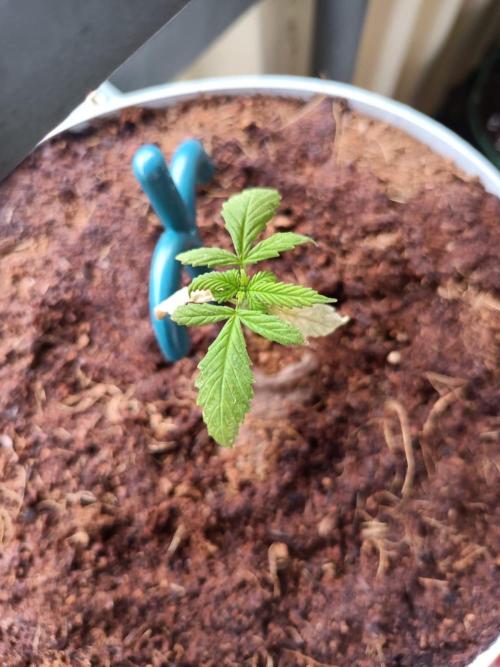 Bubblegum Auto Outdoor. Week 4