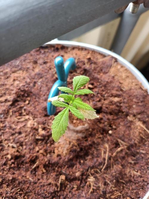 Bubble Gum. Week 4