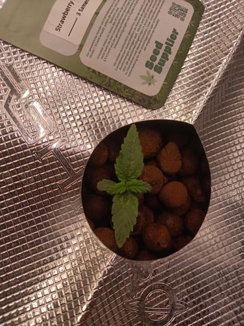 Strawberry Haze Auto DWC Indoor. Week 1