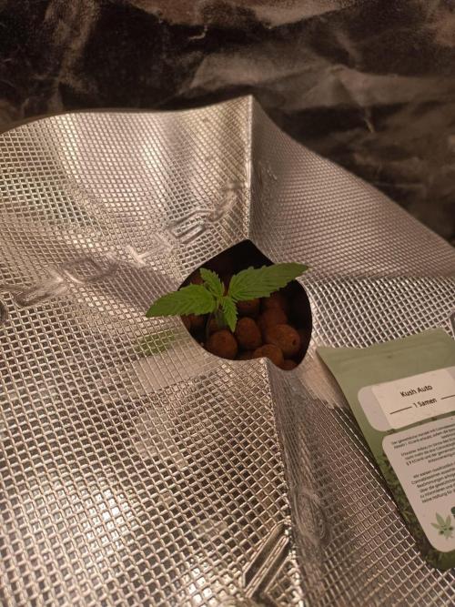 Kush Auto DWC Indoor. Week 1