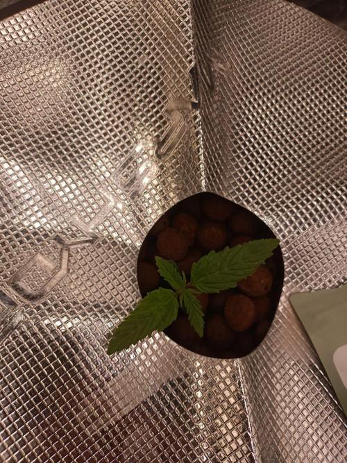 Kush Auto DWC Indoor. Week 1