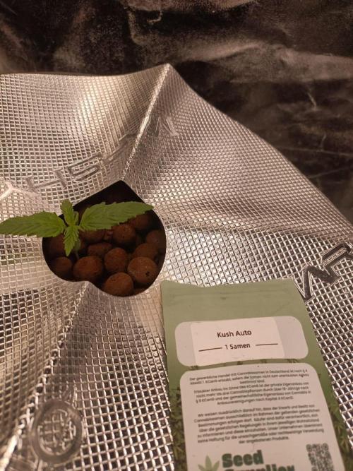 Kush Auto DWC Indoor. Week 1