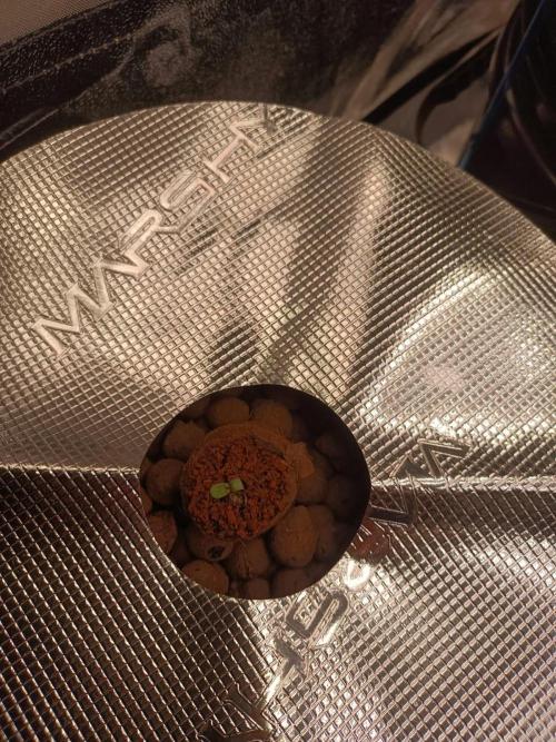 Cherry 7Up Auto DWC Indoor. Week 0 - 2nd seed