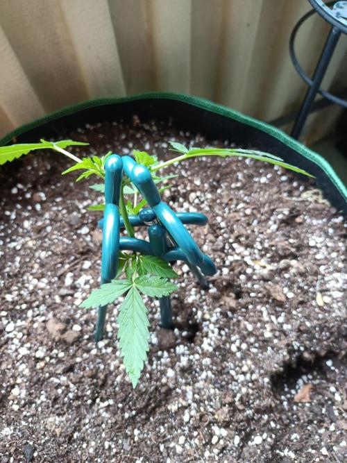 Northern Lights Outdoor. Week 5