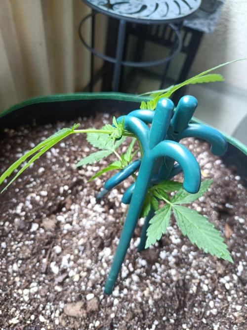 Northern Lights Outdoor. Week 5