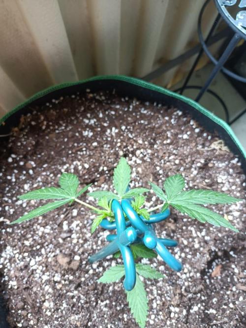 Northern Lights. Week 5