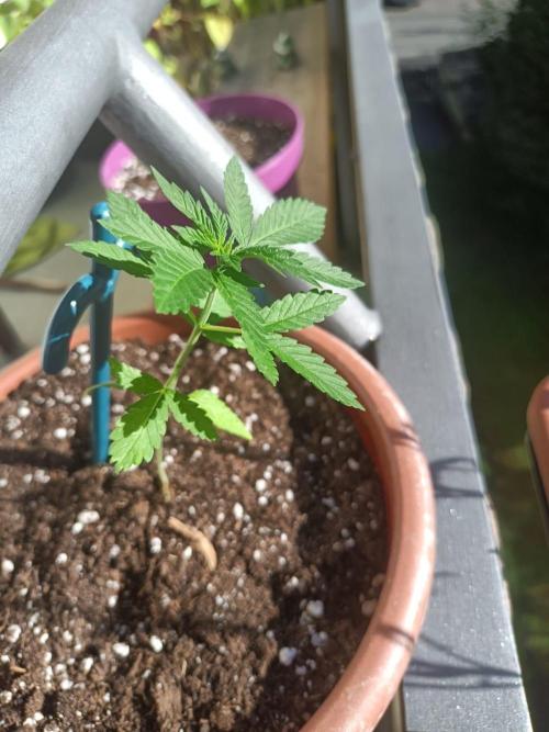 Swiss Skunk Auto Outdoor. Week 5