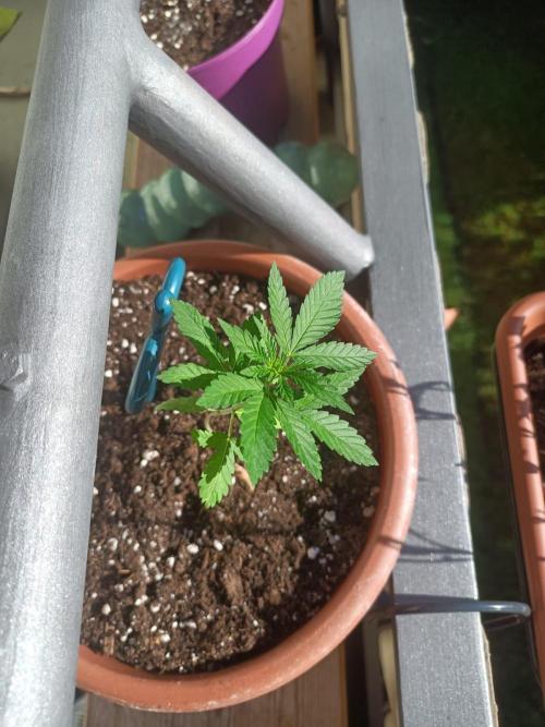 Swiss Skunk Auto Outdoor. Week 5